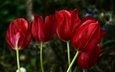 цветы, красные, весна, тюльпаны, краcный, тульпаны, весенние