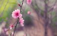 дерево, бутоны, фокус камеры, макро, цветок, япония, размытость, весна, веточка, розовый, сакура, нежность
