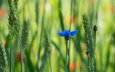 трава, макро, синий, цветок, поле, размытость, колоски, василек