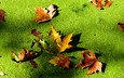 болото, листья, макро, осень, тина