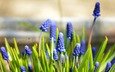 цветы, макро, весна, синие, май, мускари, мышиный гиацинт