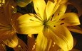 цветы, макро, лилии, жёлтая, желтые, lilies
