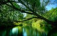 река, дерево, зелень, лето