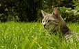 трава, природа, кот, кошка