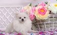 цветы, мордочка, взгляд, белый, собака, корзина, искусственные цветы, шпиц