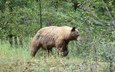 канада, альберта, гризли, провинция альберта, grizzly bear, waterton national park, медведь., уотертон, национальный парк уотертон