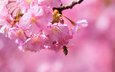 цветение, макро, весна, сакура, пчела, blossom, весенние, flowering trees