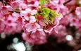 цветение, макро, весна, сакура, blossom, весенние, flowering trees