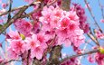 цветение, макро, ветки, весна, сакура, blossom, весенние, flowering trees