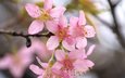 цветение, весна, сакура, blossom, весенние, flowering trees