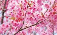 цветение, ветки, весна, сакура, blossom, весенние, flowering trees