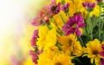 цветы, букет, хризантемы,  цветы, chrysanthemums