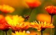 цветы, макро, насекомое, пчела, красивые