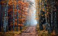дорога, деревья, природа, лес, осень, береза