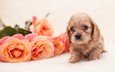 цветы, розы, собака, щенок, щенка, детские,  цветы, спаниель, роз, cобака