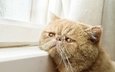 кот, окно, ожидание, рыжий кот, экзот, экзотическая короткошёрстная кошка