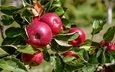 ветка, листья, фрукты, яблоки, плоды