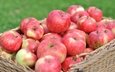 макро, фрукты, яблоки, корзина, урожай