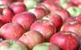 макро, фрукты, яблоки, плоды