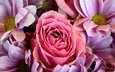 цветы, розы, букет, герберы, розовые красивые