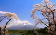 деревья, озеро, гора, япония, весна, сакура, фудзияма