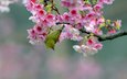 ветка, цветение, птица, вишня, сакура, цветки, японская белоглазка