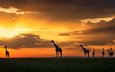 закат, жирафы, кения, масаи мара