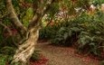 деревья, кусты, сад, тропинка, новая зеландия, отаго, dunedin botanic gardens