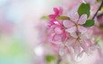 весна, розовый, сакура, нежность