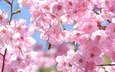 дерево, насекомое, ветки, весна, розовый, вишня, сакура, пчела