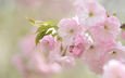 цветы, природа, розовый, вишня, сакура, нежность