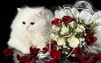 кот, розы, кошка, пушистый, белый, букет