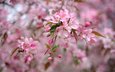 дерево, цветение, весна, розовый