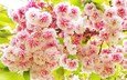 цветы, весна, розовые, сакура