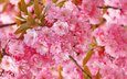цветение, весна, сакура, нежность, розовая