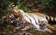 тигр, природа, животные, на природе, животно е, тигры