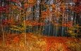 деревья, лес, листва, осень, листопад, расцветка, деревь, опадают, осен,  листья