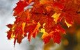 листья, краски, осень, клен