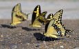 крылья, насекомые, бабочки, mariposas amarillas, yellow butterflies