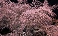 природа, дерево, цветение, ветки, весна, сакура