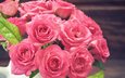 розы, розовые, окрас, крупным планом, роз, пинк