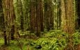 трава, деревья, лес, сша, калифорния, папоротник, redwood national and state parks, redwood national state parks