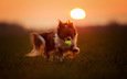 закат, взгляд, собака, игра, друг, мяч, aleksandra kielreuter