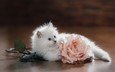 цветок, кот, мордочка, роза, кошка, взгляд, котенок, белый