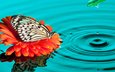 вода, природа, насекомое, цветок, капля, бабочка