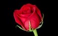 цветок, роза, лепестки, красная, бутон, черный фон, красная роза