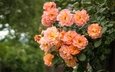 цветы, розы, куст, персиковый