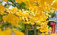 дерево, листья, макро, осень, jike furusato-mura