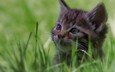 глаза, трава, кот, кошка, взгляд, котенок