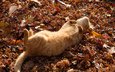 листья, кот, кошка, осень, лежит, рыжий, лапки